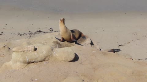 sea ​​seal