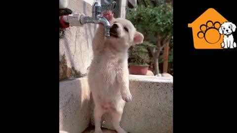 Cute Puppy drinking water💦