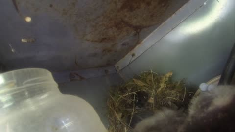 bird nest gopro hero 3