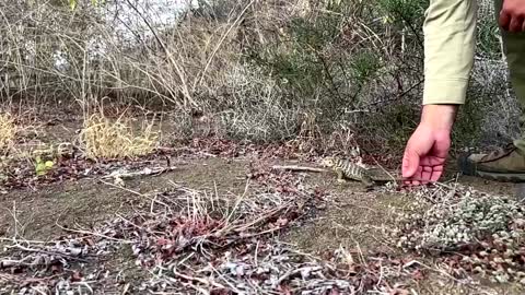 Iguanas born on Galapagos island for first time 'since 1800s'