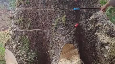 Amazing Skill To Cut Hundred Year Tree