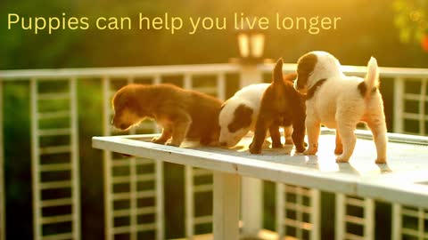 Puppies can help you live longer