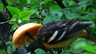 Oriole