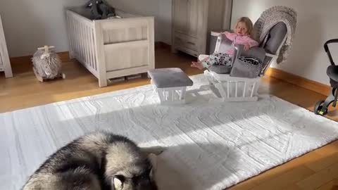 Husky Chases Adorable Little Girl! He Won't Leave Her Side! (So Cute!!)