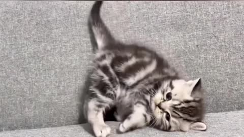 Funny little kitten video #viral