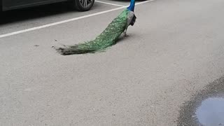 A peacock/ Un pavone
