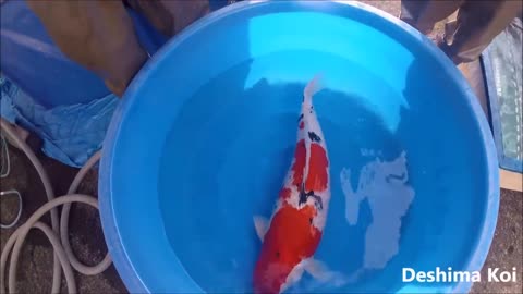 SUPER JUMBO KOI! The Most Expensive Koi Fish in Japan Koi Farm