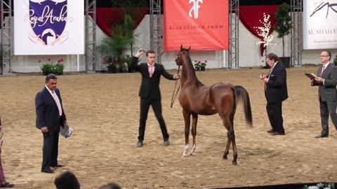 Arabian breeders world cup at South Point in Las vegas on April 14, 2018.