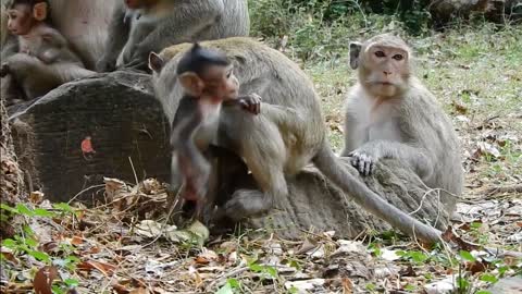 Funny Monkeys Looking for Their Parents