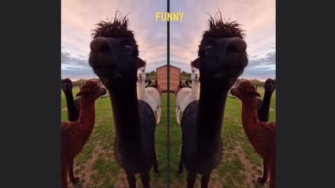 Funny Alpaca Shows