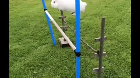 Flying rabbit with funny sound 😱🤯