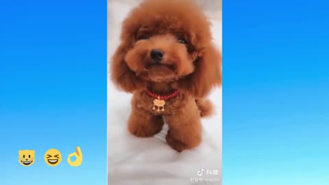 A Funny Compilation of Animal Videos - Featuring Cute, Funny, and Smart Dogs and Cats