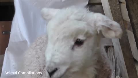 Baby Lamb (Sheep) Goes Baa Little Lamb Cute Lamb