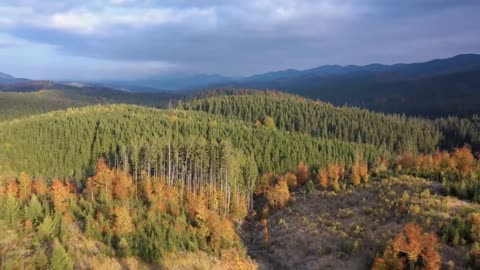 Enchanting Autumn Forests with Beautiful Piano Music