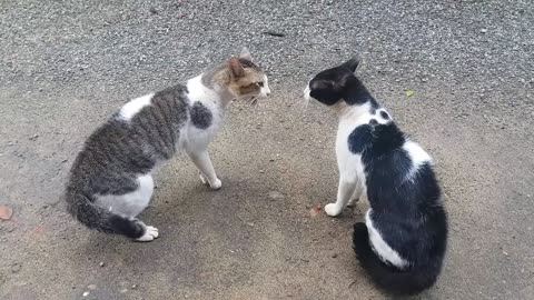 Cats Fighting with sound - Exclusive video