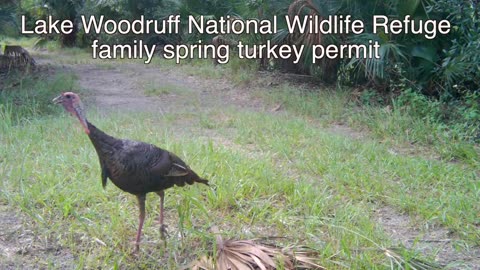 Eastern and Osceola Wild Turkeys