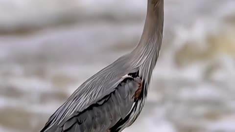 Heron swallows a gigantic fish like an oyster #wildlife #bird #shorts #canonr3 #fishing