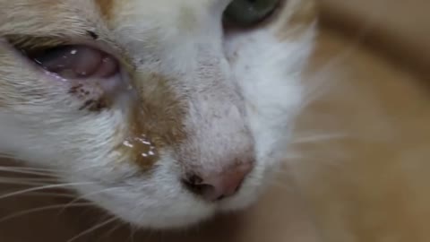 A 10-year-old cat has a swelling below the right eye - malar abscess? Part 1/2