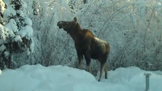 Moose later that day