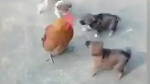 Dogs Vs Chicken