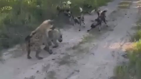 Hyenas wild dogs