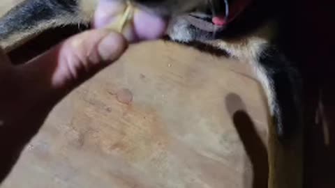 Feeding dogs peanut butter