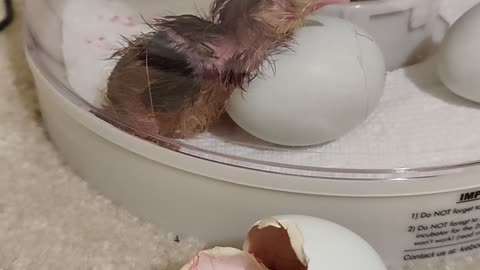 First chick of batch hatched