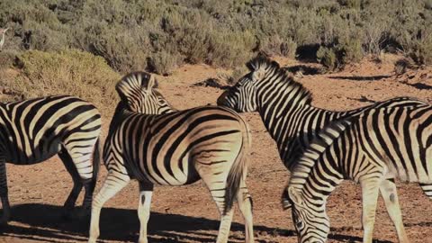 Wildlife zebras