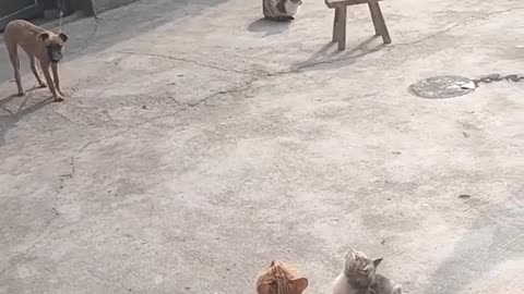 HUNGRY CATS