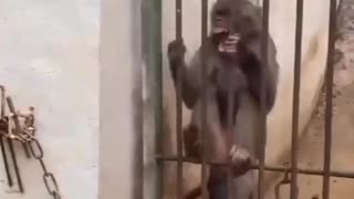 FUNNY MONKEY VIDEO