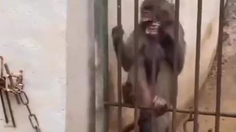 FUNNY MONKEY VIDEO