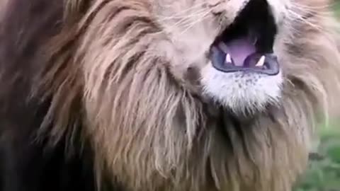 Angry lion roaring to hunt #Short #viral