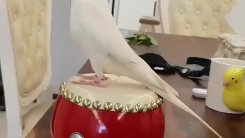 A wonderful clip The parrot beats the drum and sings