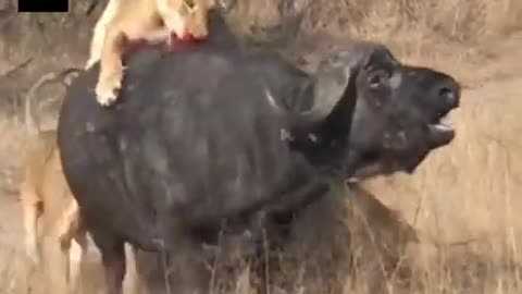 Animal Attacks In Africa