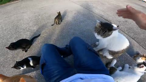 If you sit on the cat island, you will be surrounded by cats in no time #tumbleovertake