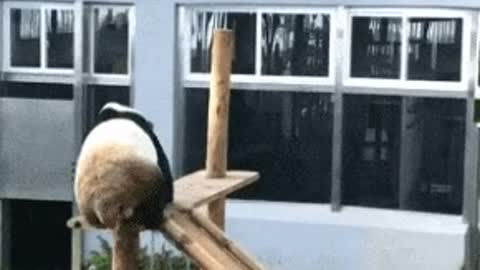 Panda enjoying the slide