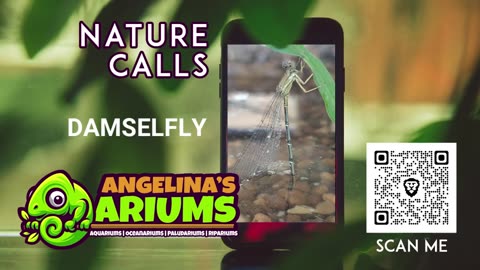 A BETTER TEXAS PRESENTS: NATURE CALLS THE DAMSELFLY