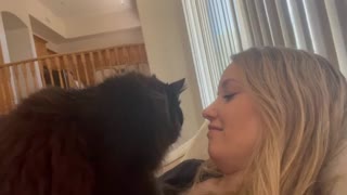 Head butting cat