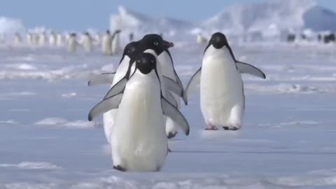 Waddling Penguins 🐧🐧🐧🐧🐧
