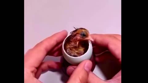 How A Chick Born From A Egg