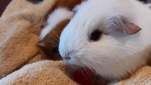 Guinea Pig Eats_ Watermelon (1)