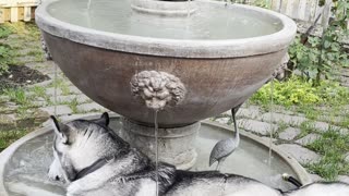 Husky Stays Cool in Flowing Fountain