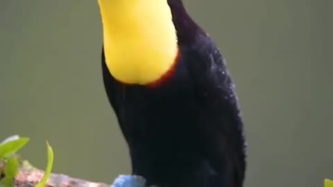 Toucans # animals # funny