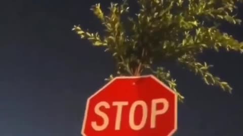 Woman finds a tree growing through a stop sign