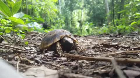 Yellow-footed turtle