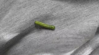 Caterpillar