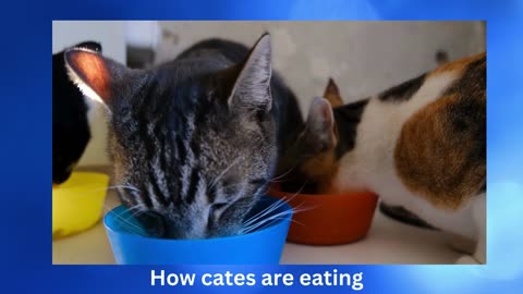 How cates are eating