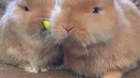 The little bunny eats bean sprouts