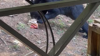 Burger Craving Bear Finds Food in the Trash