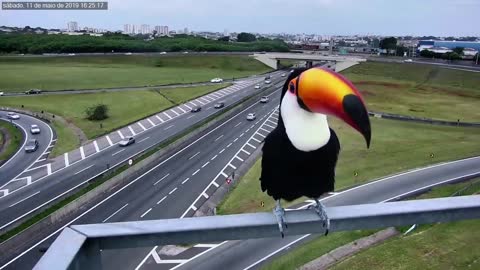 Bird TUCANO was caught on highway camera